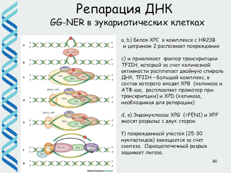 Днк проект пермь