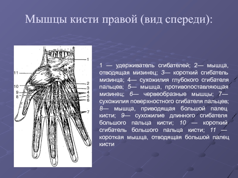 Мышцы пальцев кисти. Удерживатель сгибателей анатомия. Мышцы кисти правой вид спереди. Отводящая мезинец мышцы кисти. Червеобразные мышцы кисти.