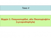 Тема 4
Відділ 3. Плауноподібні, або Лікоподіофіти ( Lycopodiophyta )