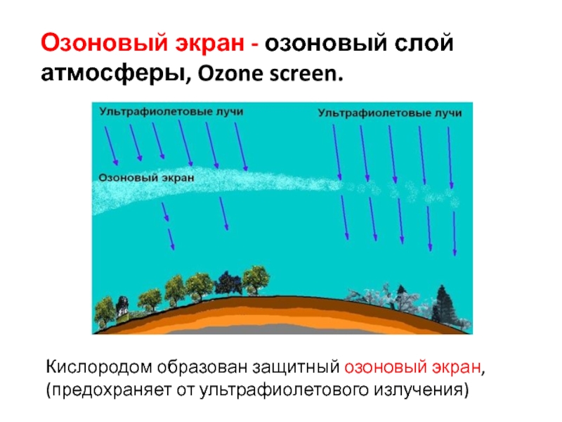 Озоновый слой атмосферы предохраняет все. Озоновый экран. Озоновый экран слой это. Роль озонового экрана. Озоновый слой фотосинтез.