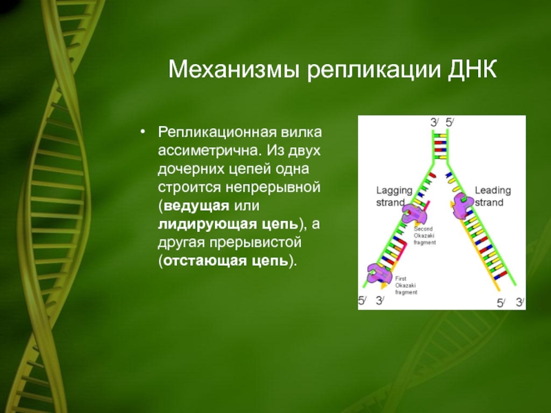 Дочерняя цепь днк. Репликационная вилка ДНК. Репликативная вилка бактерий. Лидирующая цепь ДНК. ДНК цепочка бактерий.