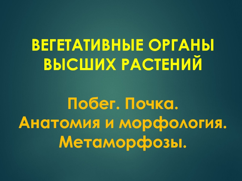 ВЕГЕТАТИВНЫЕ ОРГАНЫ ВЫСШИХ РАСТЕНИЙ Побег. Почка. Анатомия и морфология