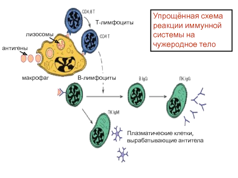 Схема иммунной реакции