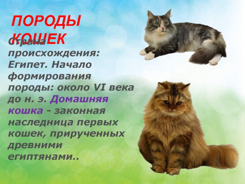 Кошки 1 класс породы презентация