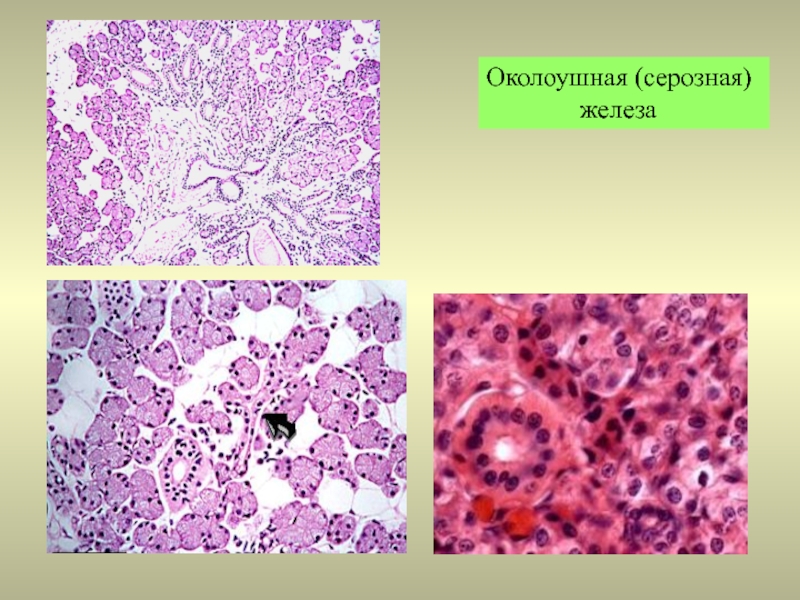 Железистый эпителий образован. Эпителий слюнной железы гистология. Околоушная слюнная железа гистология. Эпителий околоушной железы. Серозный железистый эпителий.