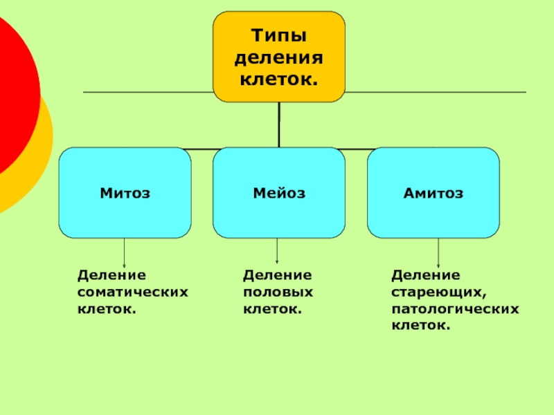 Деление половых клеток. Митоз мейоз амитоз. Какие типы деления клеток вам известны?. Соматические и половые клетки и деление клеток кластер. Основной источник энергии при делении клеток.