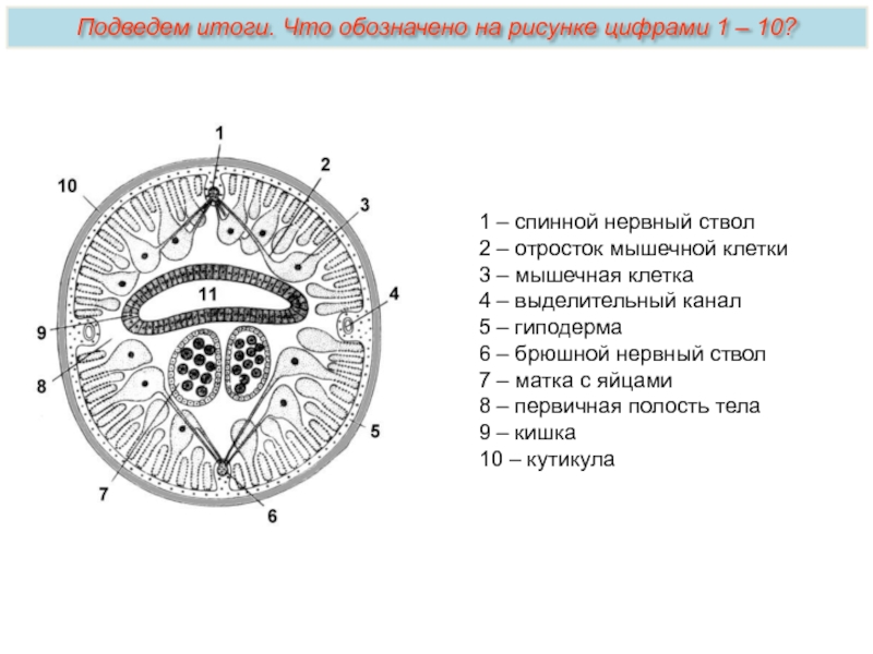 На рисунках цифрами обозначены