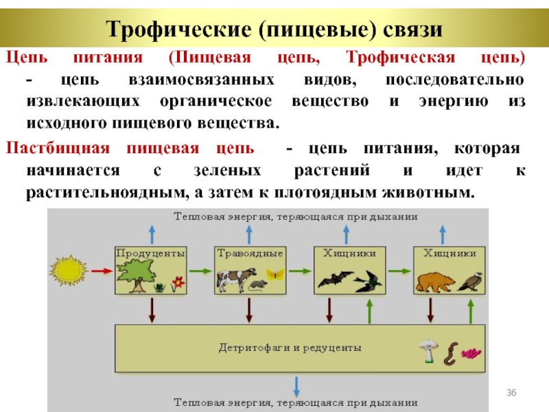 Количество трофических уровней в пищевой цепи. Трофические связи примеры. Трофические группы организмов. Трофические уровни. Трофические уровни таблица.