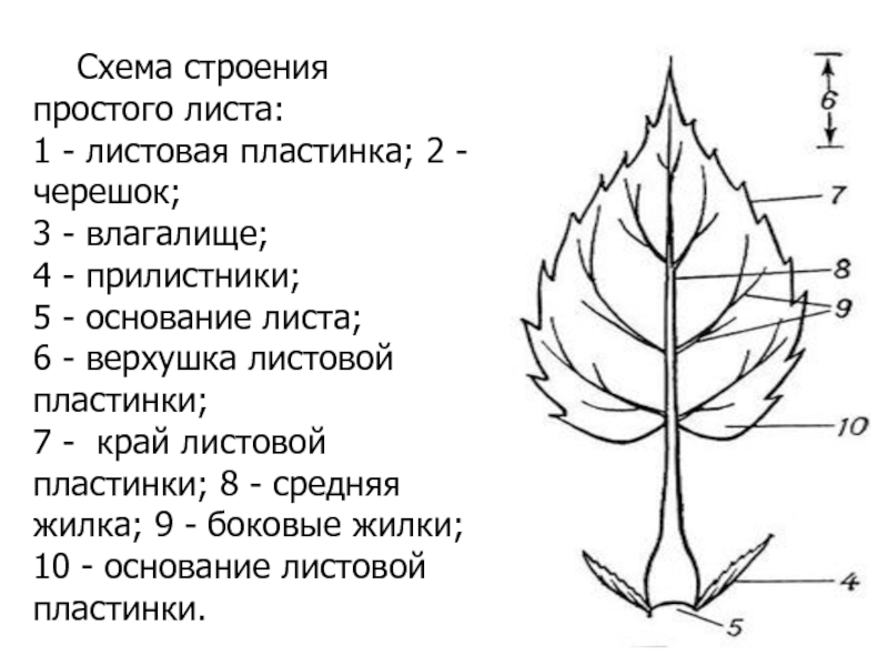 Задание строение листа. Основание черешок листовая пластинка прилистники. Морфология листа прилистники. Листья основание листа черешок листовая пластинка прилистники. Черешок листа прилистники и основание листа.