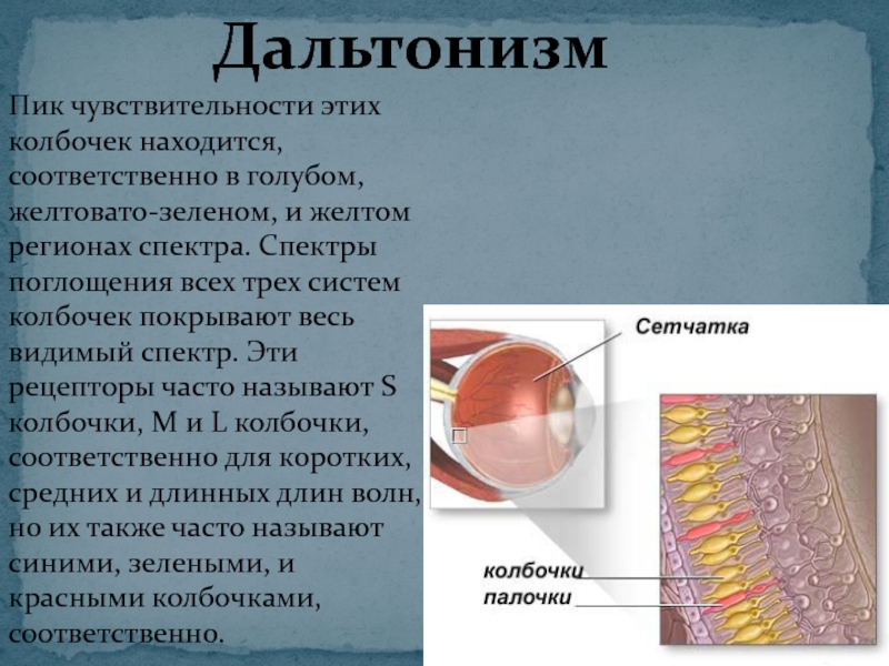 Презентация по дальтонизму