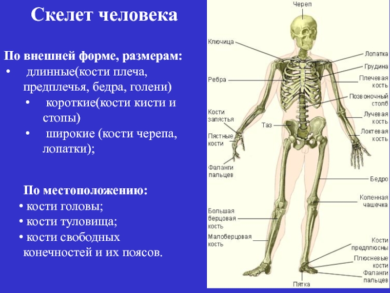 Предплечье на скелете. Скелет человека фото с описанием костей. Скелет человека предплечье. Внешнее строение скелета человека. Часть скелета предплечья.