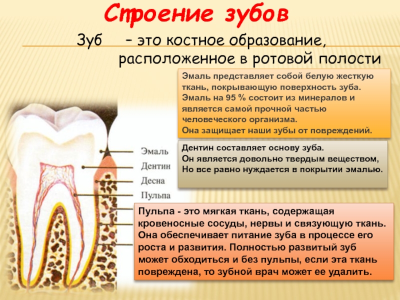 Тип строения зуба. Строение зуба. Строение зуба человека. Анатомическое строение зубов.