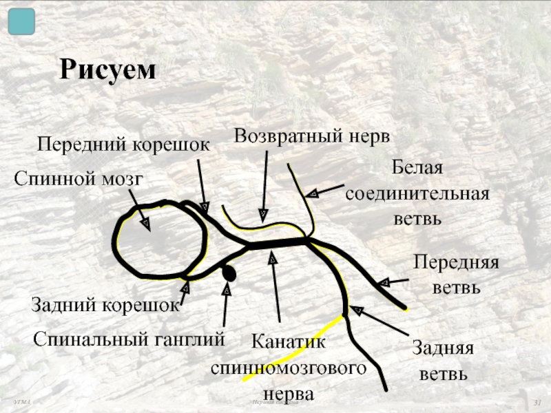 Карта в осу нервы