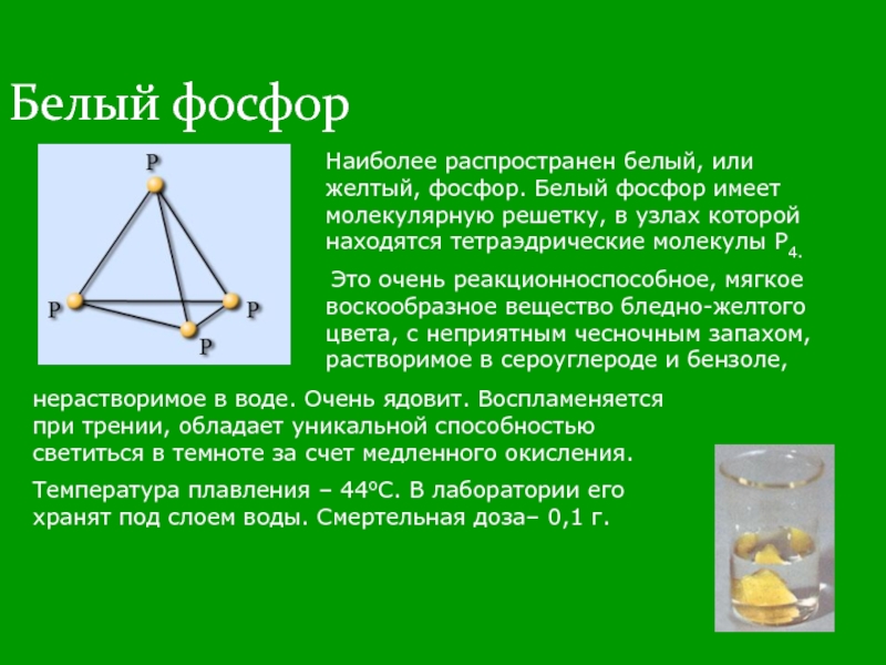 Какой фосфор имеет чесночный запах. Белый фосфор структура. Кристалическая решётка белого фосфора. Белый фосфор кристаллическая решетка. Белый фосфор Тип решетки.