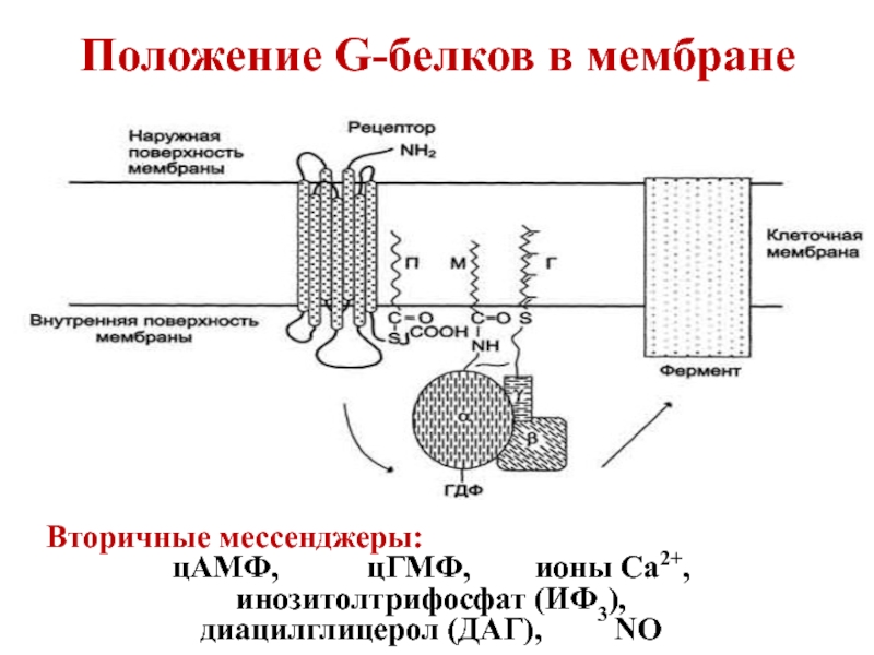 Инозитолфосфат. ЦАМФ вторичный мессенджер. G белок мембраны. Вторичный мессенджер инозитолтрифосфат.