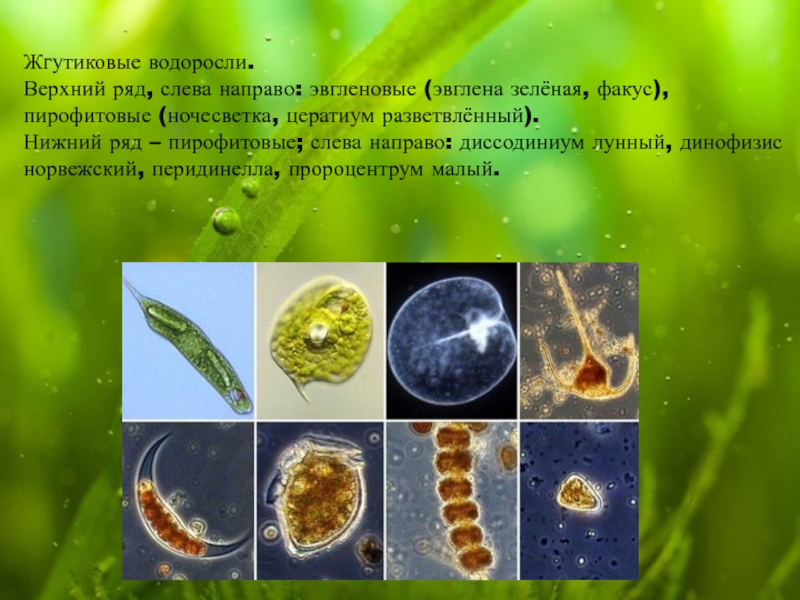 Класс жгутиковые презентация