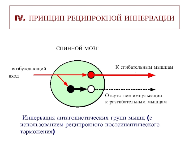 Принцип 4 8. Реципрокное торможение схема. Принцип реципрокной иннервации. Реципрокное постсинаптическое торможение.