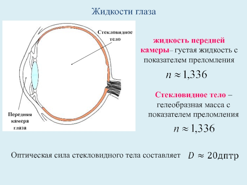 Преломляющие оптические структуры глаза. Оптическая сила стекловидного тела. Передняя камера глаза. Показатель преломления стекловидного тела. Показатель преломления глаза.