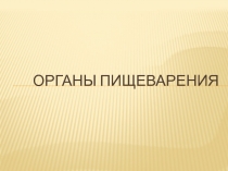 Органы пищеварения
