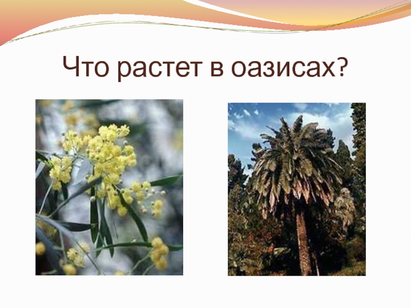 Презентация что растет. Что растет в оазисах. Что растет на западе. Растут всю жизнь. Венесуэла 2 класс окружающий мир что растет.