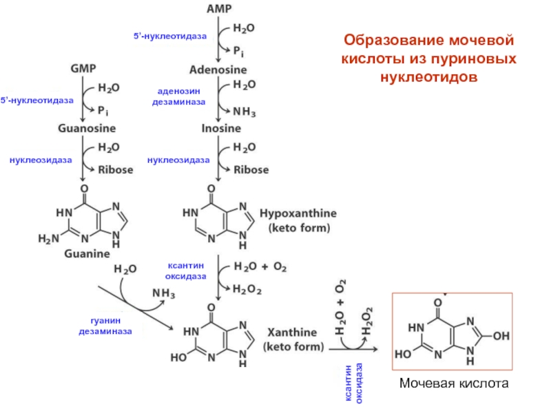 Напишите схему образования мочевой кислоты укажите названия всех ферментов