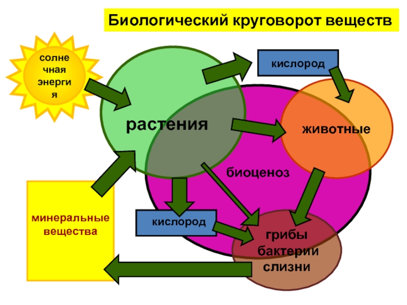 Схема биологического круговорота 6 класс