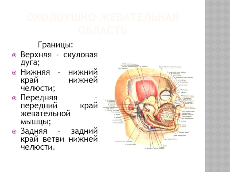 Скуловая дуга фото