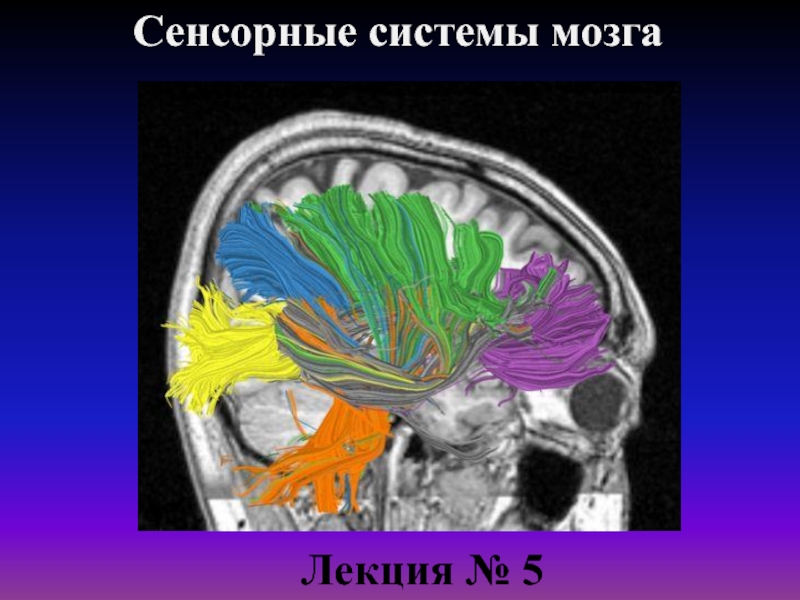 Сенсорные системы мозга
Лекция № 5