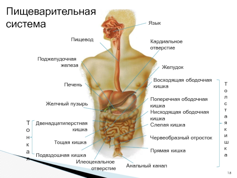 Где находится пищевод