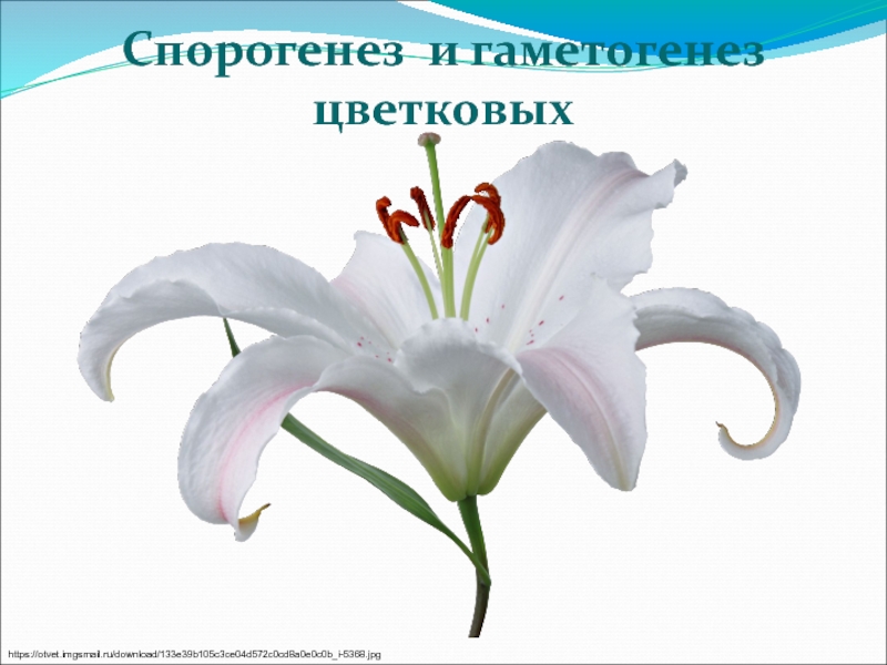 Спорогенез и гаметогенез цветковых