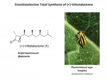 Enantioselective Total Synthesis of (+)- Vittatalactone
Полосатый