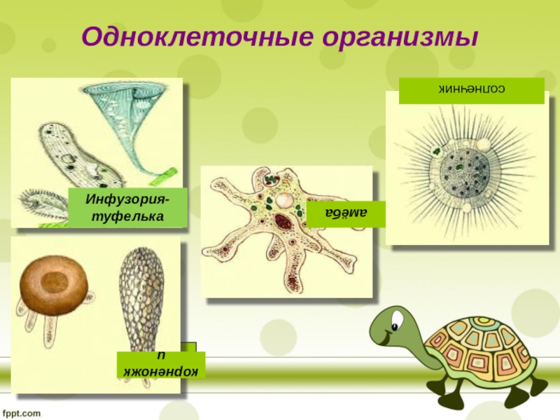 Одноклеточные организмы 5 класс. Одноклеточные и многоклеточные организмы 5 класс биология. Одноклеточные животные 5 класс биология. Одноклеточное животное 5 класс.