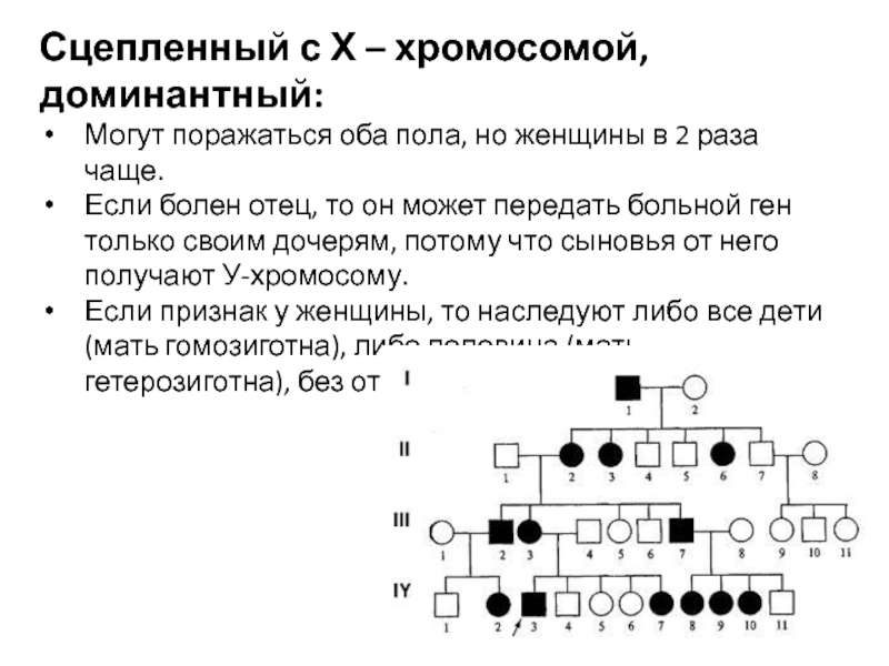 Сцепленная х хромосома