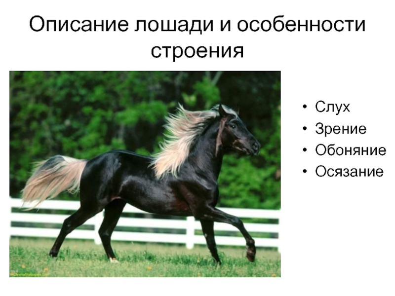Описание лошадки. Описание лошади. Особенности строения лошади. Опиши лошадь. Осязание лошади.