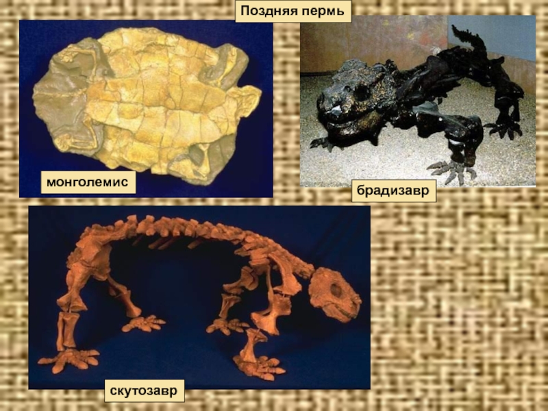 скутозаврбрадизаврПоздняя пермьмонголемис