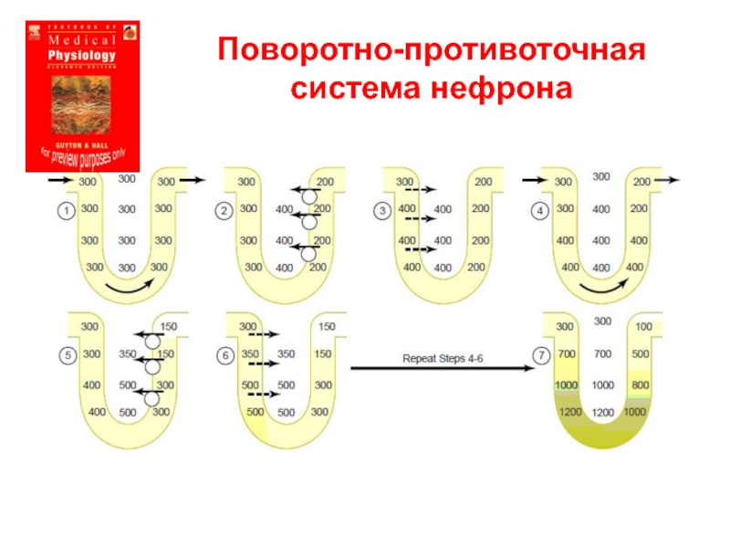 Схема поворотно противоточной множительной системы почек