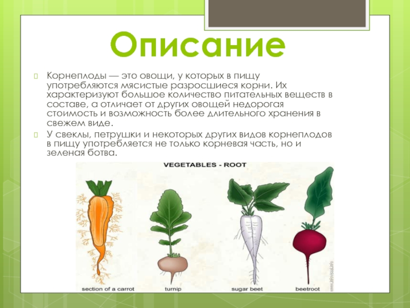 Корнеплоды список овощей с картинками