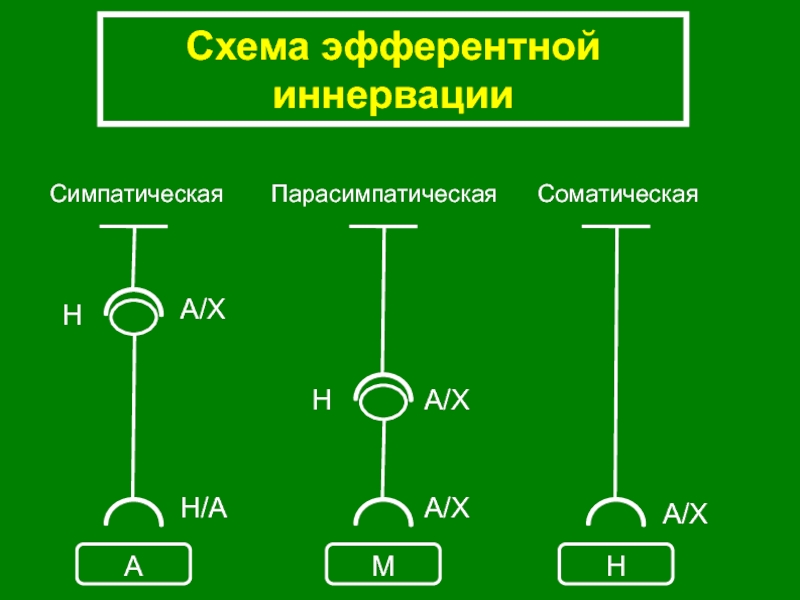 Схема структуры эфферентной иннервации