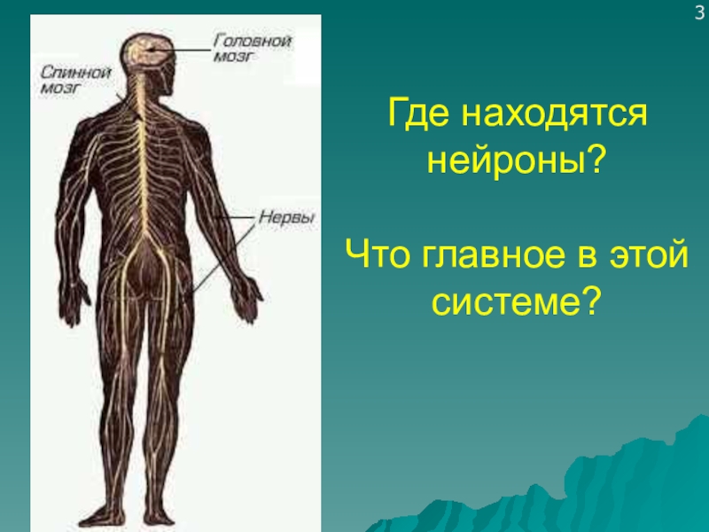 Откуда систем. Нервная система человека 4 класс. Нервная система человека 4 класс окружающий мир. Где находятся Нейроны. Где находятся нервные клетки.