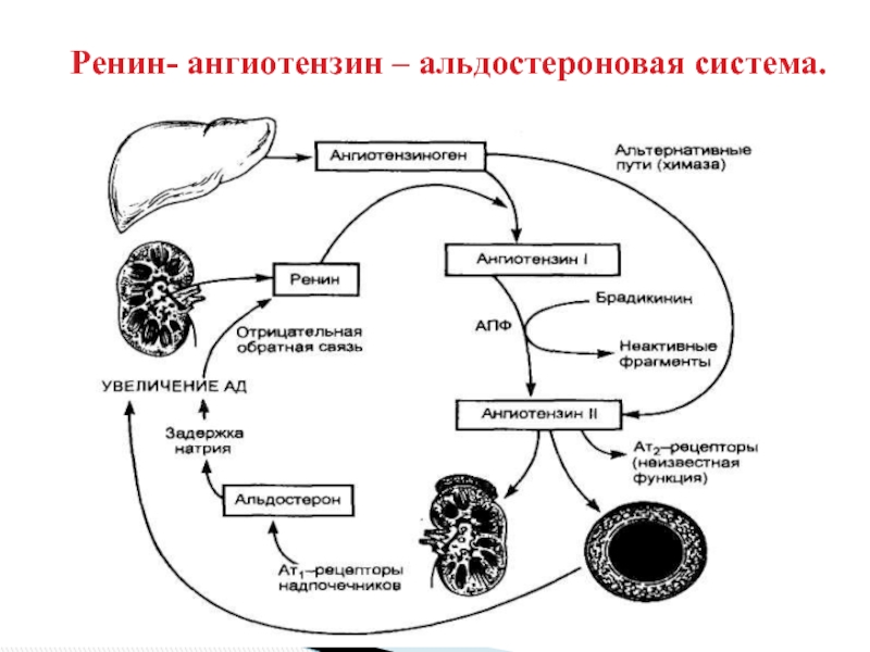 Схема раас биохимия