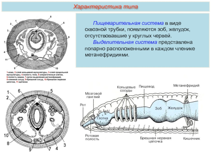 Дайте характеристику типу кольчатые черви. Кольчатые черви выделительная система. Тип выделительной системы кольчатых червей. У кольчатых червей есть выделительная система. Общая характеристика кольчатых червей.