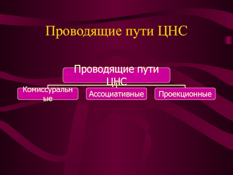 Пути нервной системы. Проводящие пути ЦНС. Классификация проводящих путей ЦНС. Пути ЦНС. Пути ЦНС таблица.