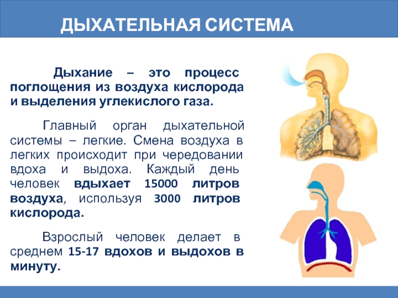 Проект дыхательная система человека