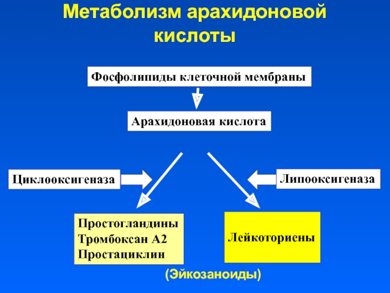 Каскад арахидоновой кислоты схема