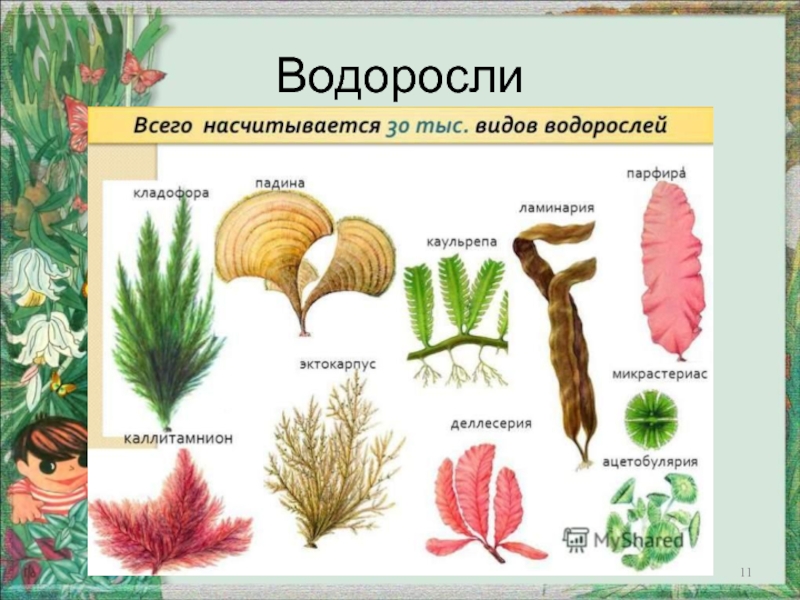 Дайте название низшим растениям. Виды водорослей. Разные виды водорослей и их названия. Представители водоросли растений. Водоросли картинки с названиями.