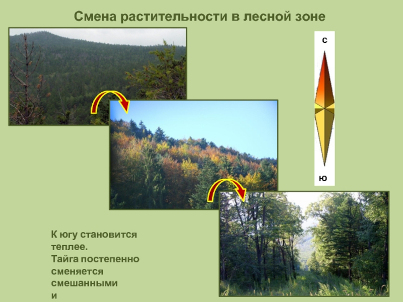 Постепенно леса сменяются. Тайгу сменяют смешанные и широколиственные леса. Смена растительности. Почему Тайга сменяется на смешанные леса. Почему тайгу сменяют смешанные и широколиственные леса.