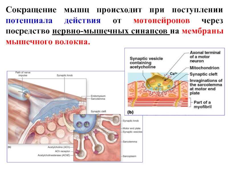 Что происходит с мышцами. Нервно-мышечное соединение. Сокращение мышцы что происходит. Сокращение мышц нервно-мышечный синапс. Нервно мышечный синапс мотонейрон.