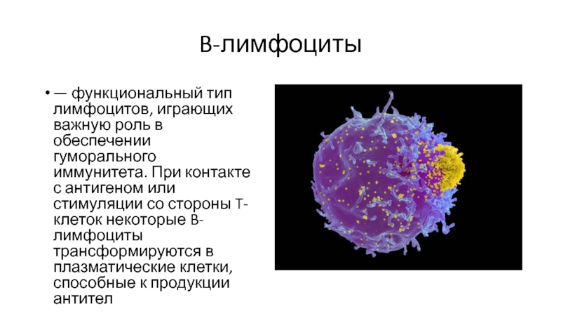 Как нарисовать лимфоцит