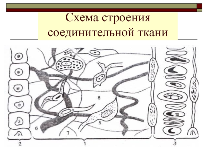 Соединительная строение. Строение соединительной ткани Гестион. Схема строения соединительной ткани. Гестион соединительная ткань. Соединительная ткань схема.