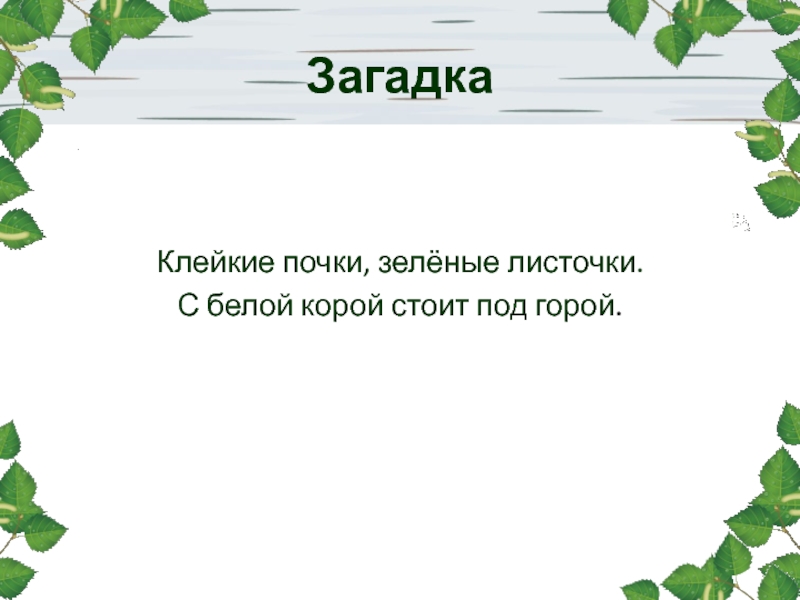 Клейкие почки зеленые листочки. Клейкие почки зеленые листочки с белой корой стоит под горой. Загадка Клейкие почки зеленые листочки. Загадки Клейкие почки. Загадка Клейкие почки зеленые листочки с белой корой стоит под горой.